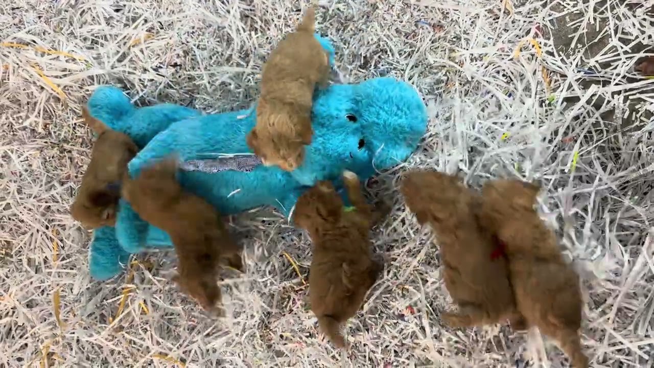 Angel’s puppies leave Momma to learn independent living before adoption.