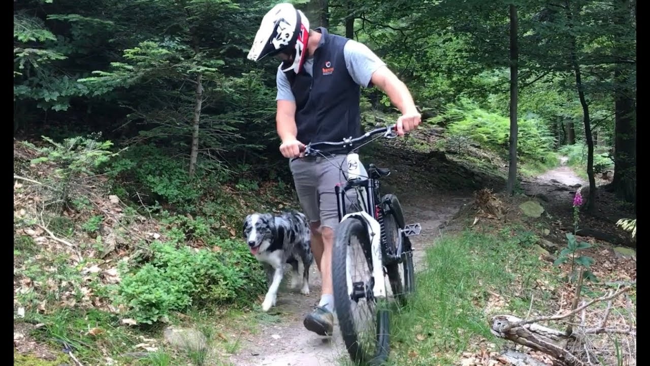 Vtt descente dh border collie