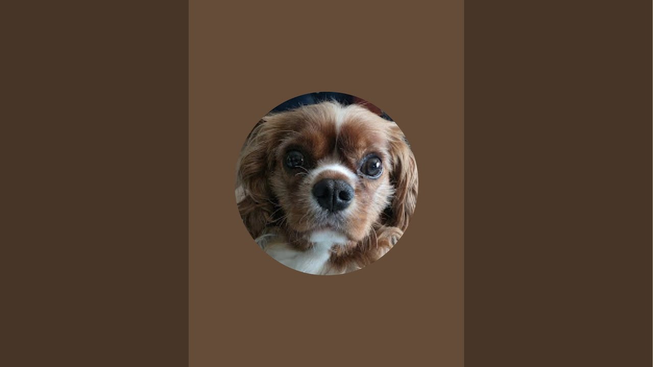 Cavalier by Chance is live!