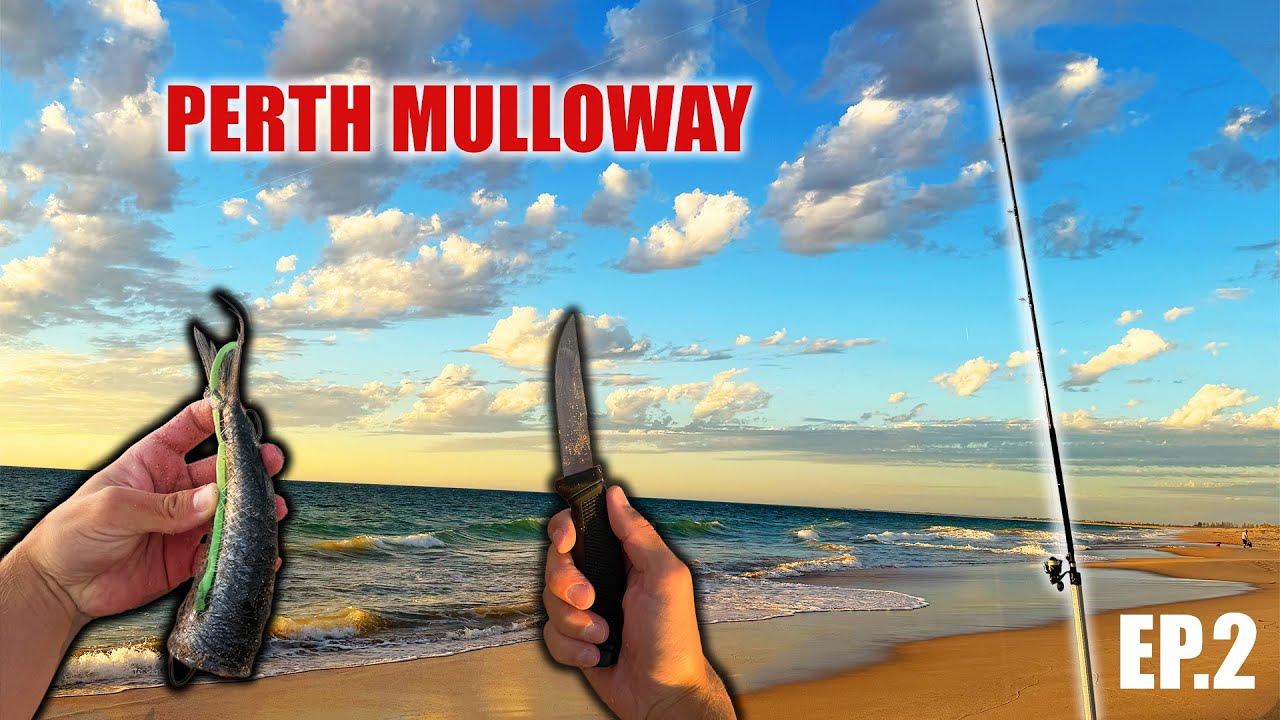 Do We Need FRESH Bait For Big Mulloway?! - EP. 2 Perth Beach Fishing For Mulloway