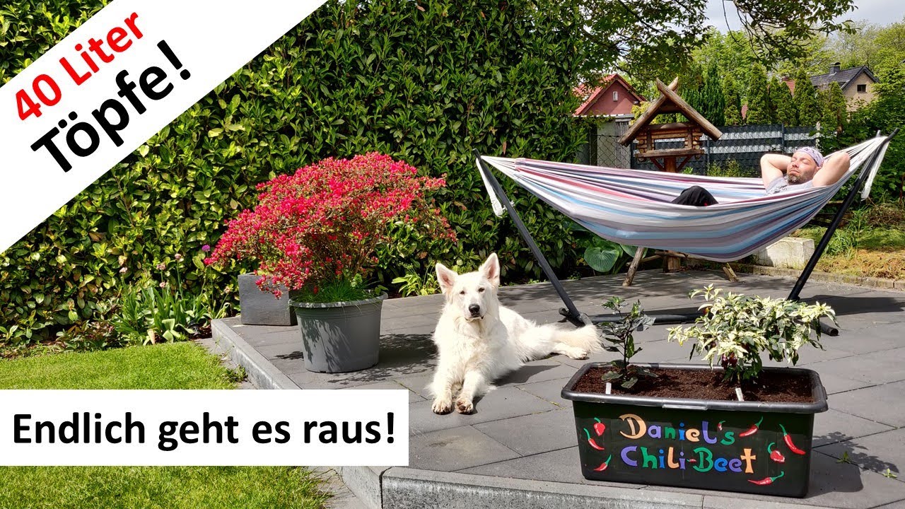 Die Outdoor Saison geht los und die Chilis ziehen in 40 Liter Töpfe! - Stand der Anzucht Teil 12