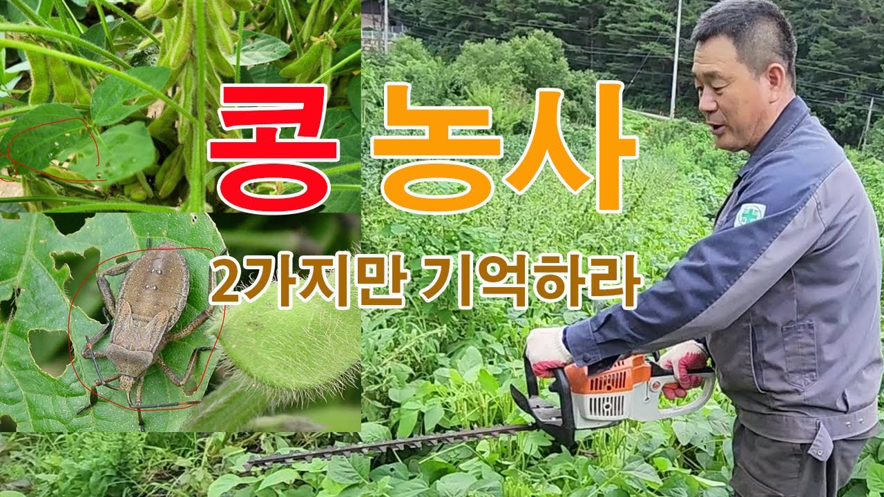 콩 농사짓는 방법, 콩순치기, 콩꽃이 필 때 반드시 노린재방제 농약을 살포하라
