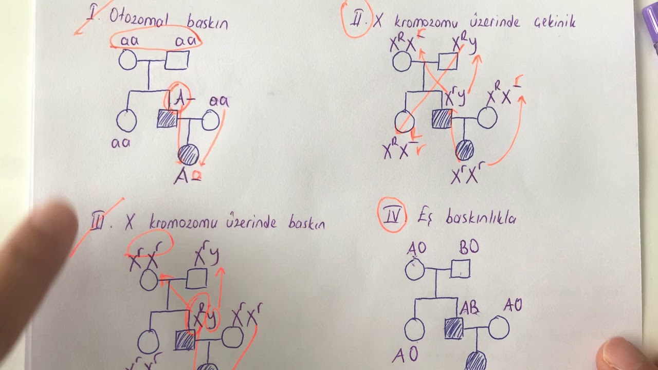 Biyoloji-Kalıtım-Soyağaçları Soru Çözümü