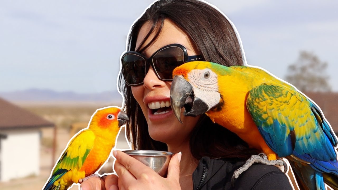 Freeflight Training a Sun Conure with a Macaw!