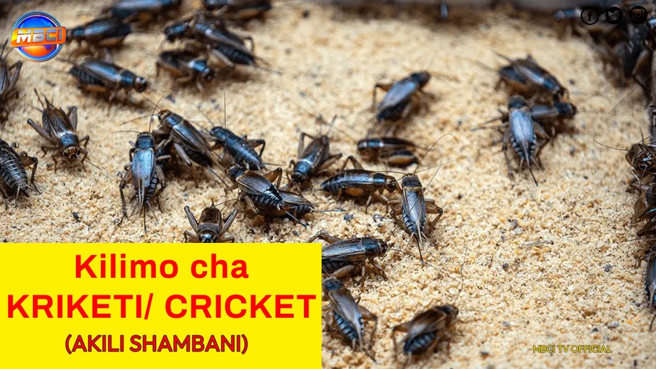 CRICKET FARMING IN NYERI COUNTY, KENYA (Kilimo cha Kriketi) || AKILI SHAMBANI
