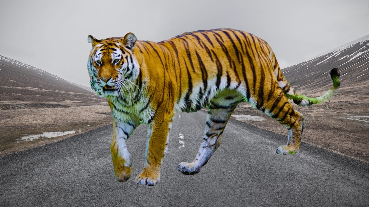 Tiger #shortsfeeds2023 #tigervlog