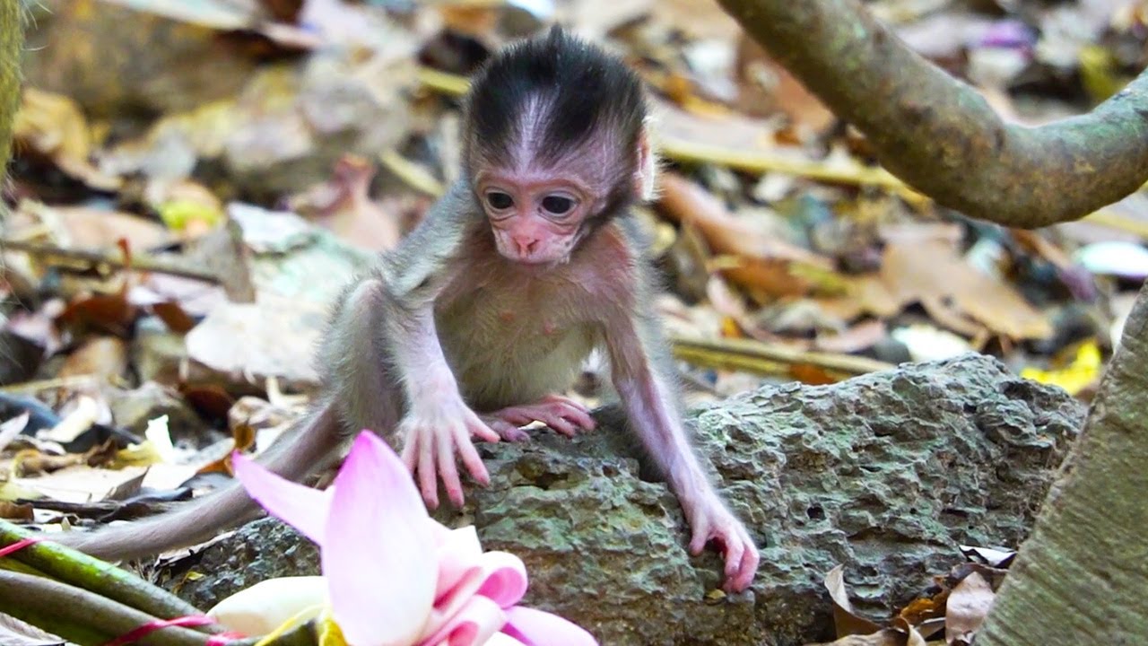 Charlie with Lotus, Newborn bay monkey like Pink Pink