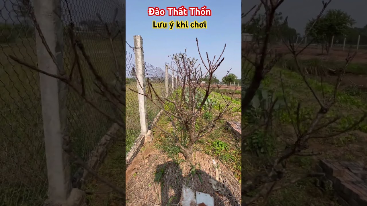 Đào Thất Thốn và những lưu ý khi chơi Tết| Hướng dẫn trồng và chăm sóc đào thất thốn