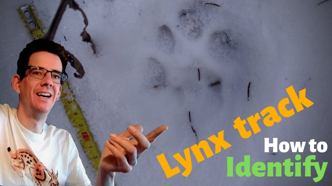How to recognise a lynx track: Eurasian lynx tracks in Europe