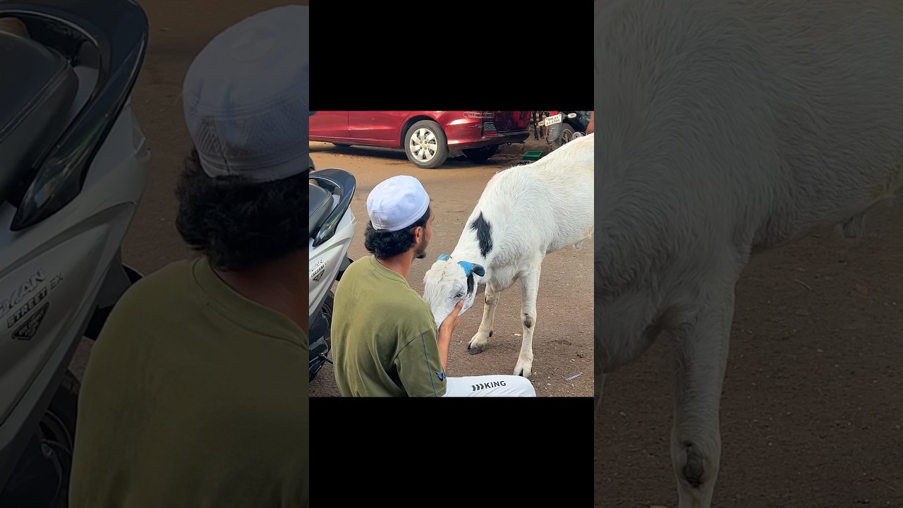 Khuda Hafiz Mere Yaara🐐🥺 | Eid-ul Adha 2026 #bakraeid #qurbani2026 #eiduladha #deonarmandi #sad