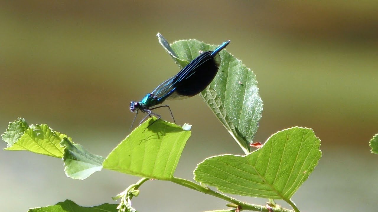 Nature movie about Spring - Vidéo nature en Printemps - Natuurfilm over de Lente