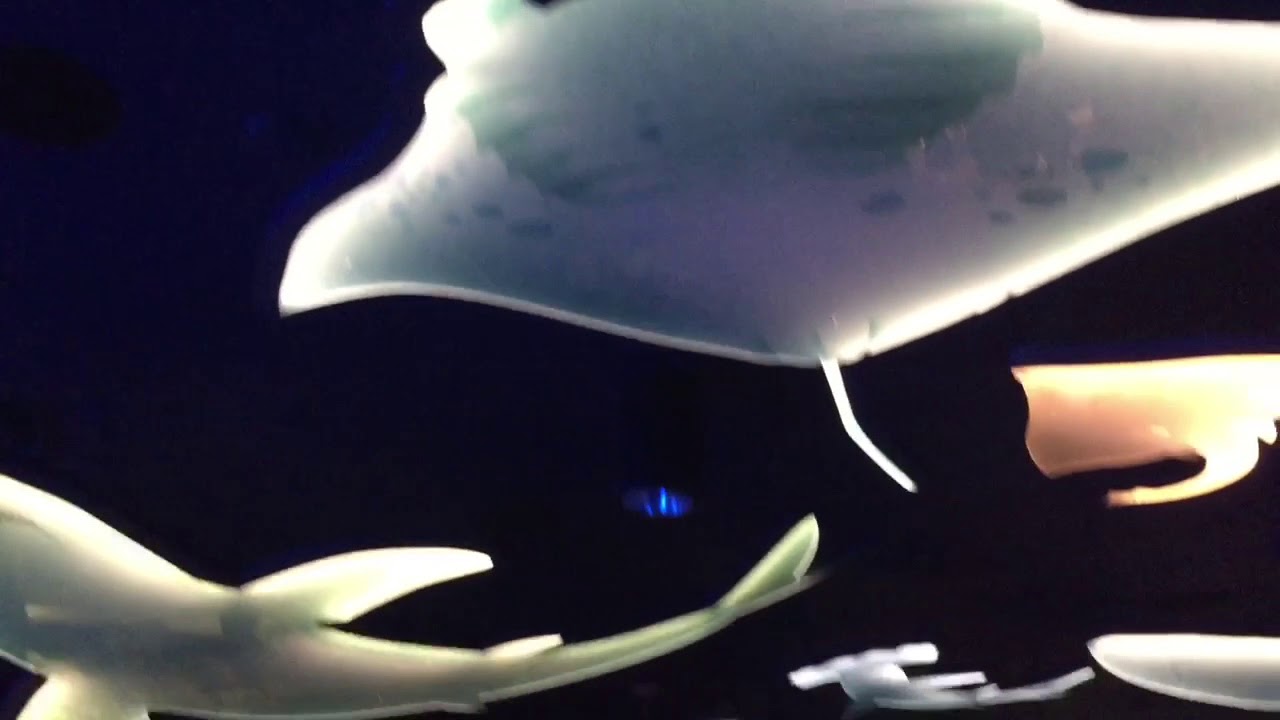 A Full Tour Of The Brand New&Outstanding Ocean Wonders: Sharks Exhibit