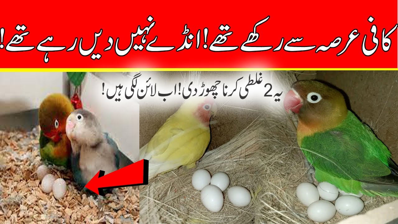 Love birds breeding tips || Birds Breeding Time || Love birds Breeding
