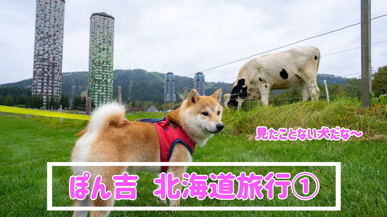 【豆柴】初めて見るウシに大興奮！！ぽん吉と星野リゾートトマムを満喫して来ました！【＃50】