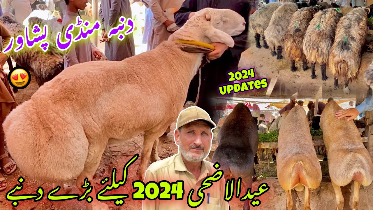Dumba Mandi Sarband New Update 2024 | Turkey Balkhi Watani Sheep Price Eid Ul Azha | Khyber Tv