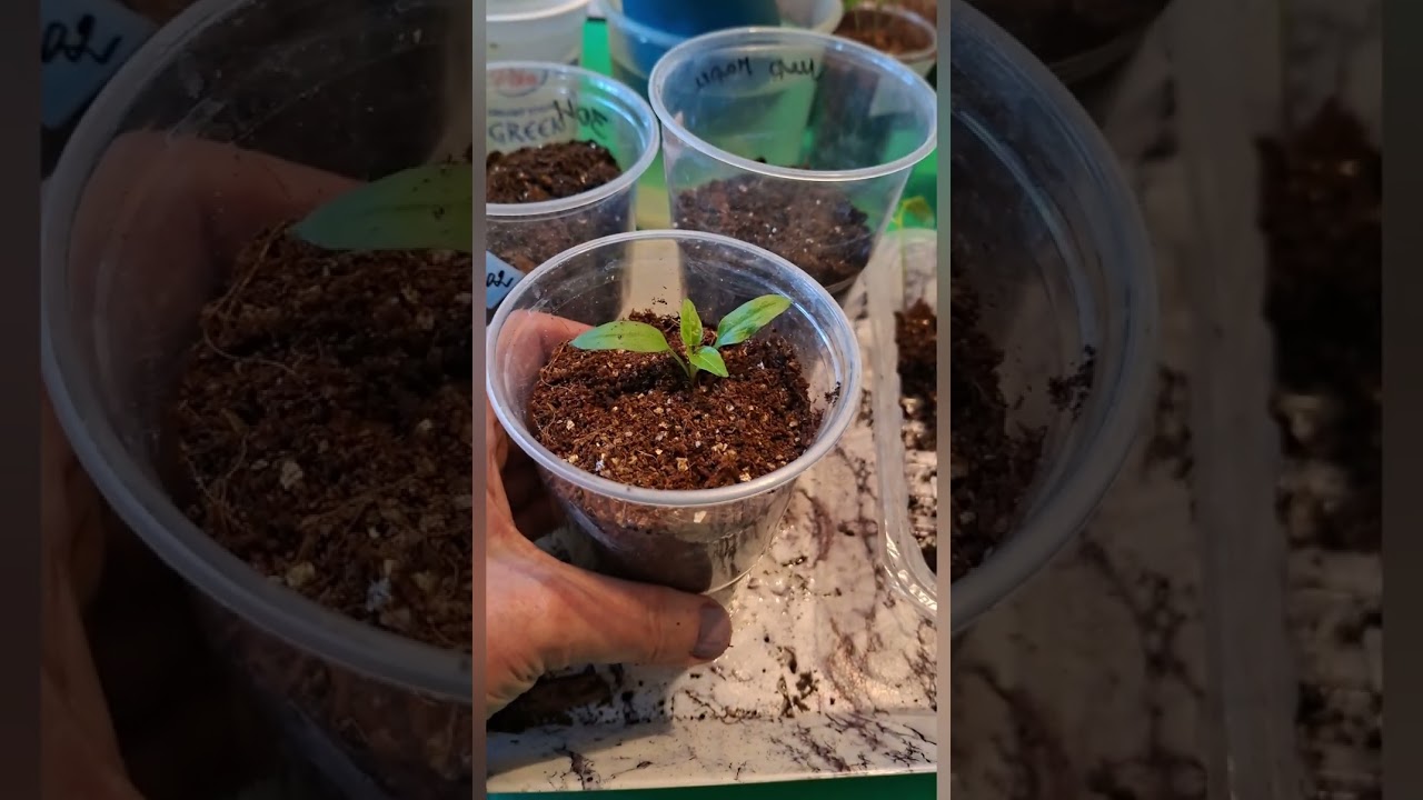 8 марта 2026 г.Пикировка перцев и баклажан🌶🌶🌶🍆🍆🍆⚘️⚘️⚘️