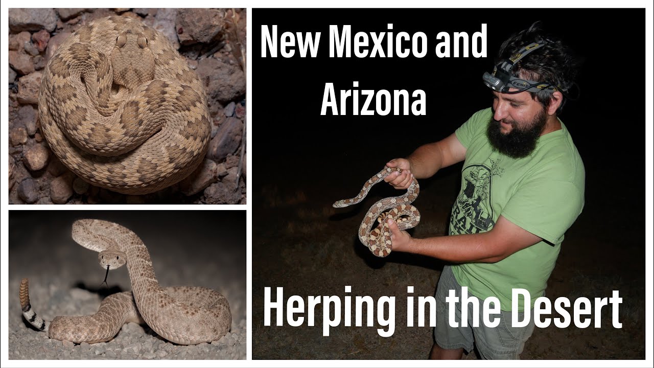 Epic Desert Snake Hunting! Rattlesnakes, kingsnakes, Big Gopher snake. ￼