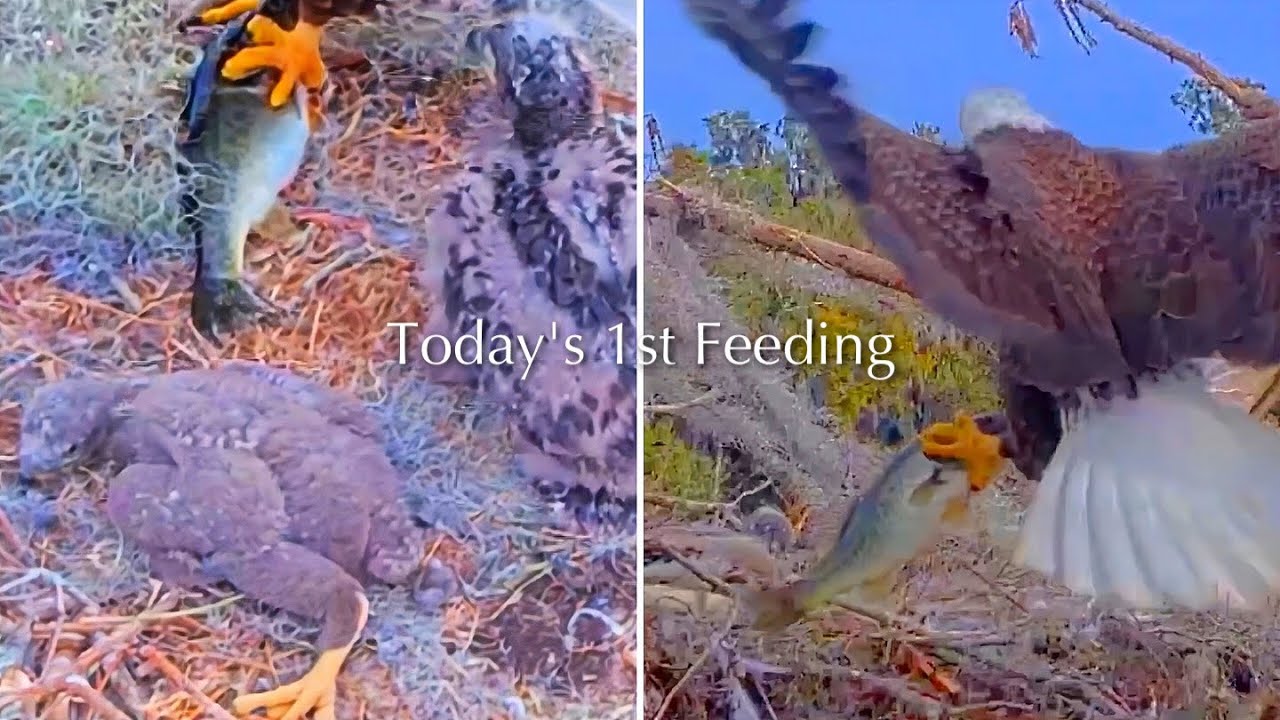 #222🦅🐥33°🐥28°／Winter Park Eagle Nest 2026／Against All Odds:One-Eyed Mom／by Winter Park Eagle Cam