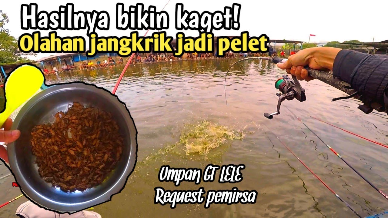 Terbaru, cara bikin pelet jangkrik dan tes mancing Galatama lele. umpan lele terbaru