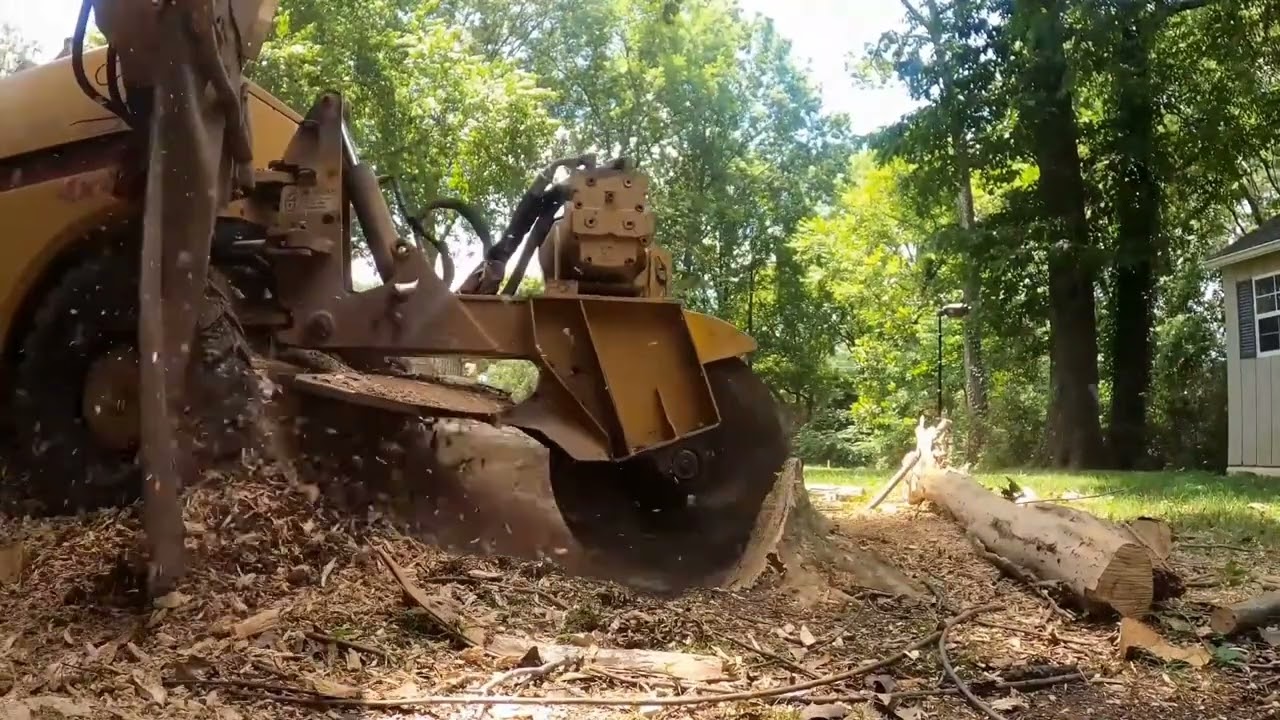 Stump Grinding a Crepe Myrtle Stump in Huntsville