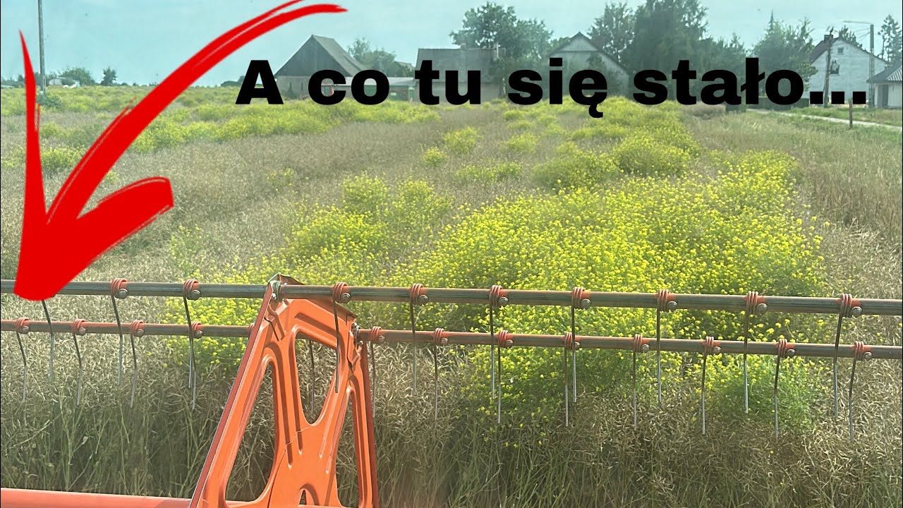 #793- Gorszego dziadostwa w rzepaku u siebie jeszcze nie miałem! Kosimy zarośnięte pole...