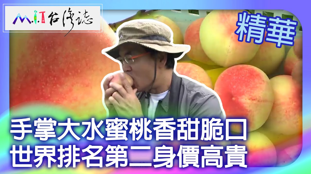 手掌大水蜜桃香甜脆口　世界排名第二身價高貴｜桃園復興鄉 麥覺明【 ‪‪‪‪ ‪‪‪‪‪‪‪‪‪‪‪‪‪‪‪‪‪‪‪‪‪‪‪‪‪‪‪‪ ‪‪@ctvmit  632集】