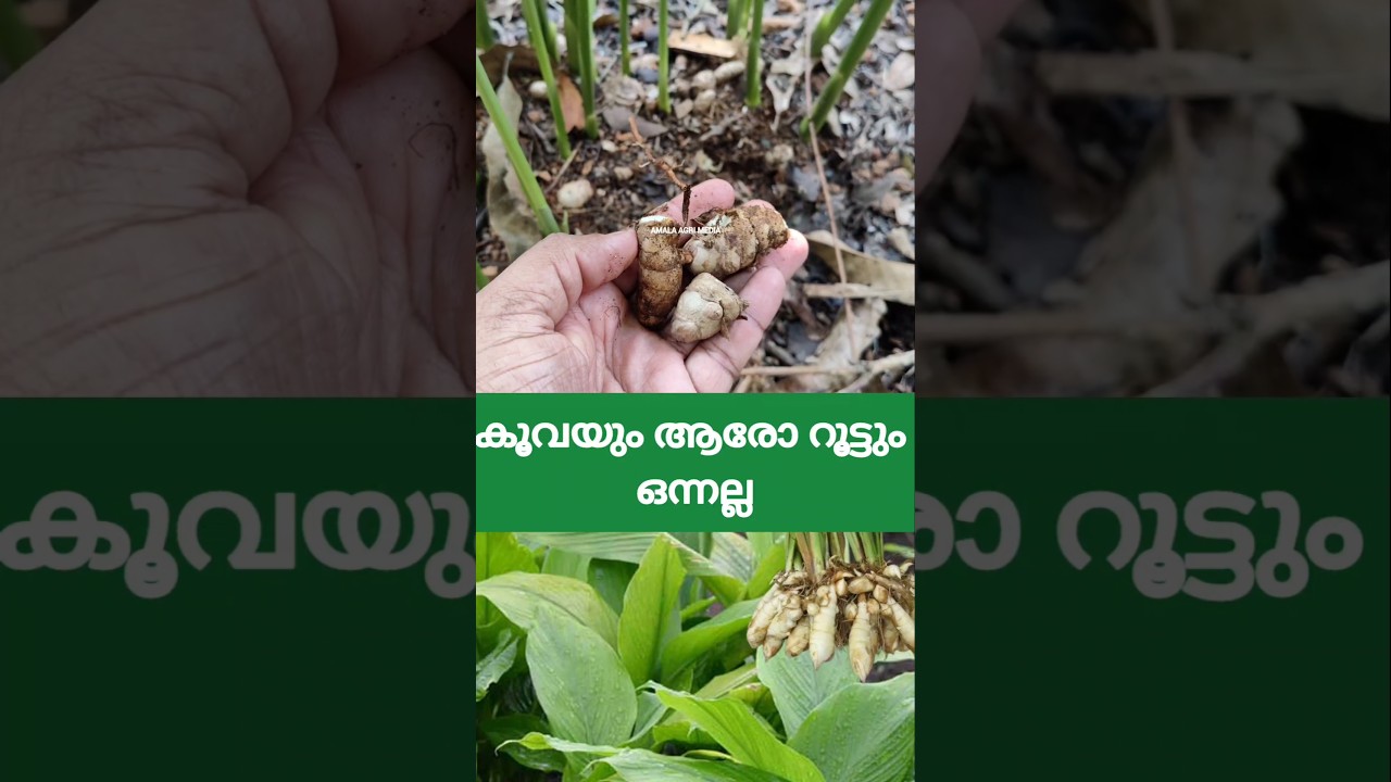 Koova is not arrowroot