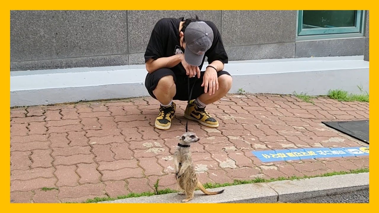 미어캣 산책중 목줄없는 개에 물릴 뻔 했습니다.
