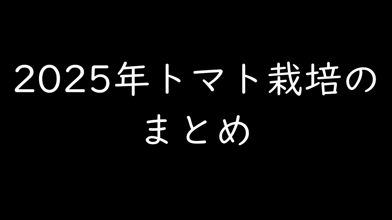 2025年トマト栽培のまとめです