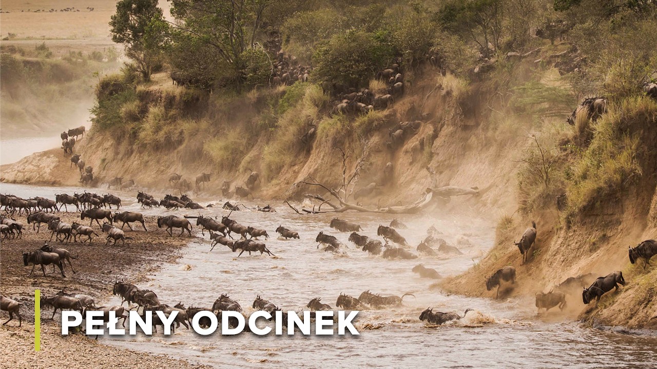 Wielka migracja: Miliony w ruchu | Cuda natury 105