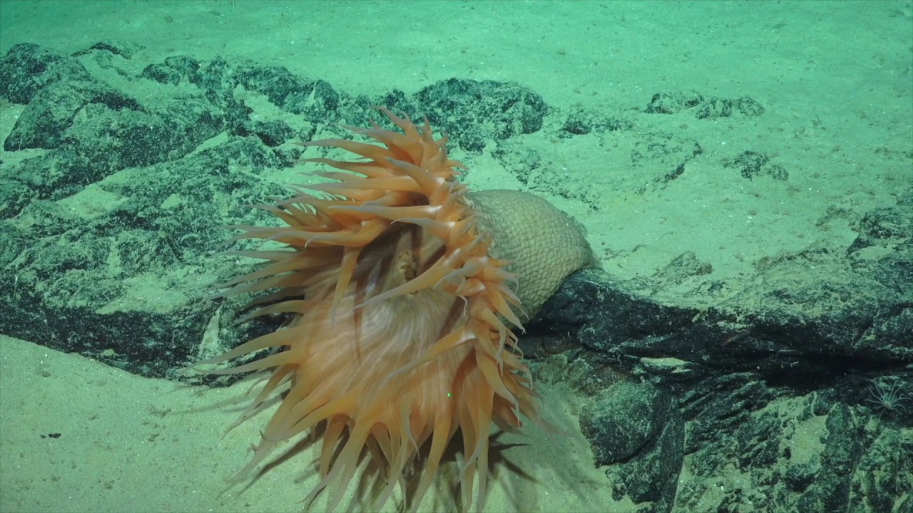 Illuminating Biodiversity of the Ningaloo Canyons - HD ROV Highlights - FK200308