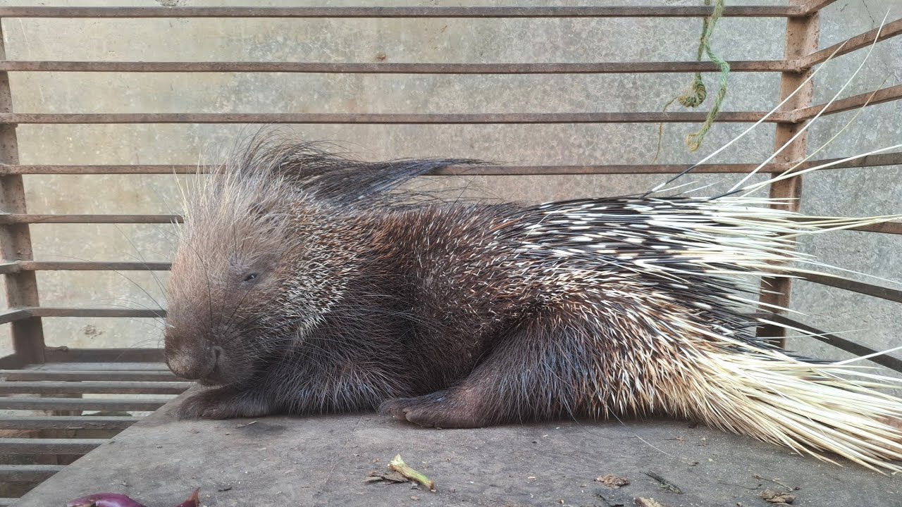 Indian porcupine 