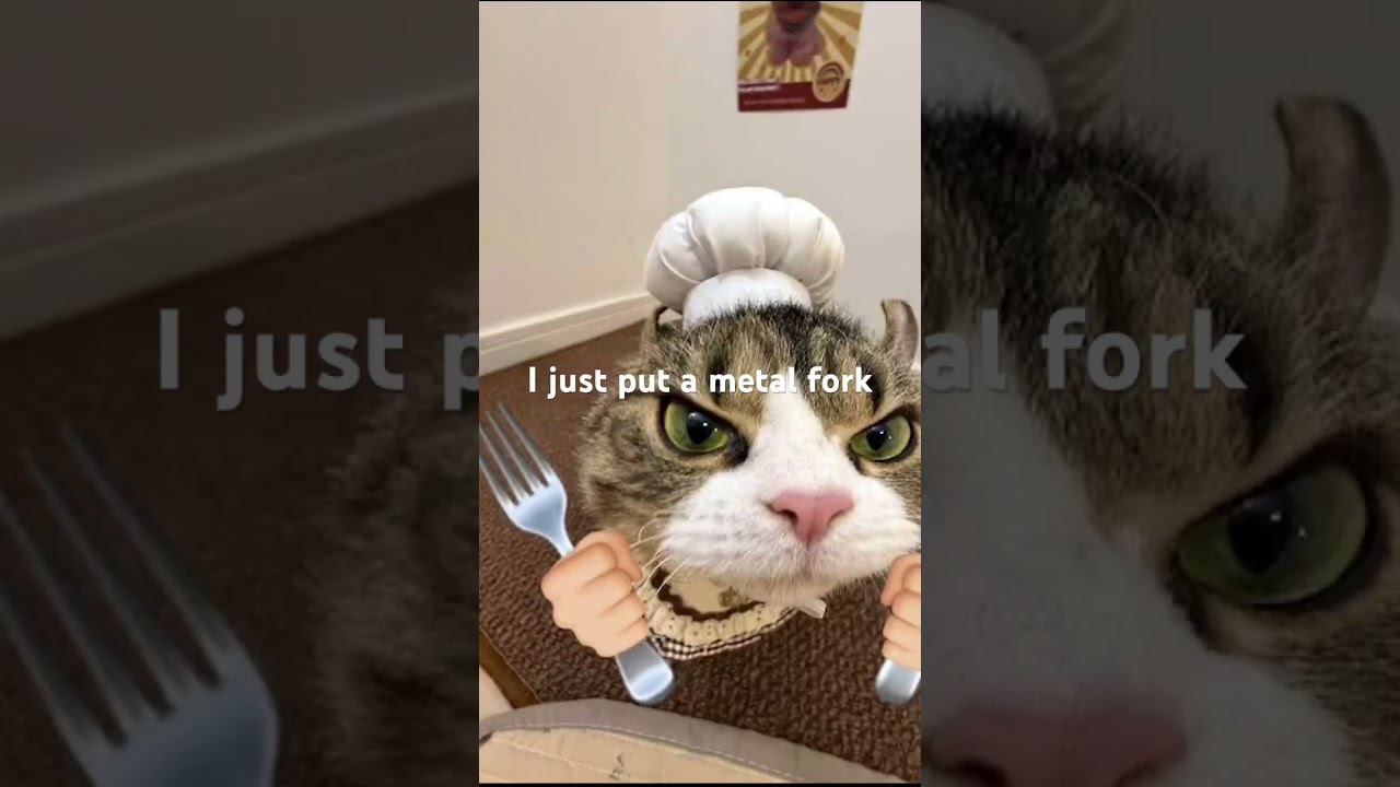 I am single #cat #funny #cute #memes #foryou
