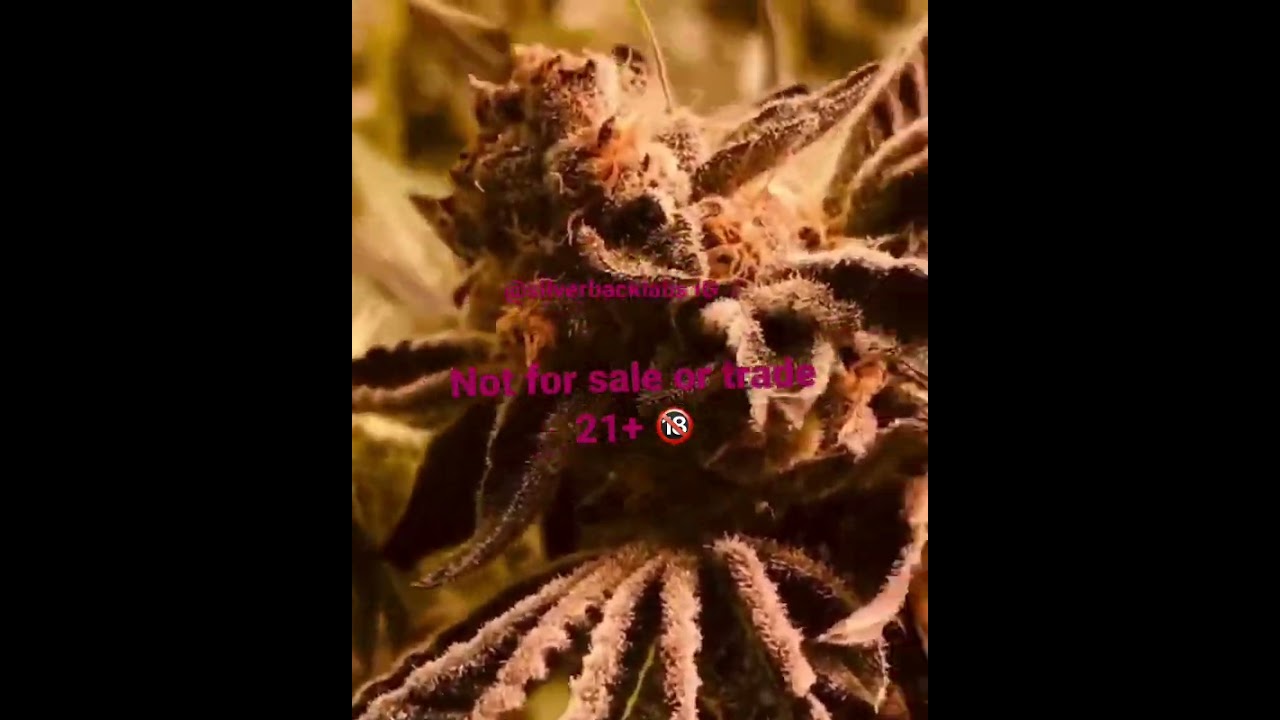 Exotic cannabis 21+