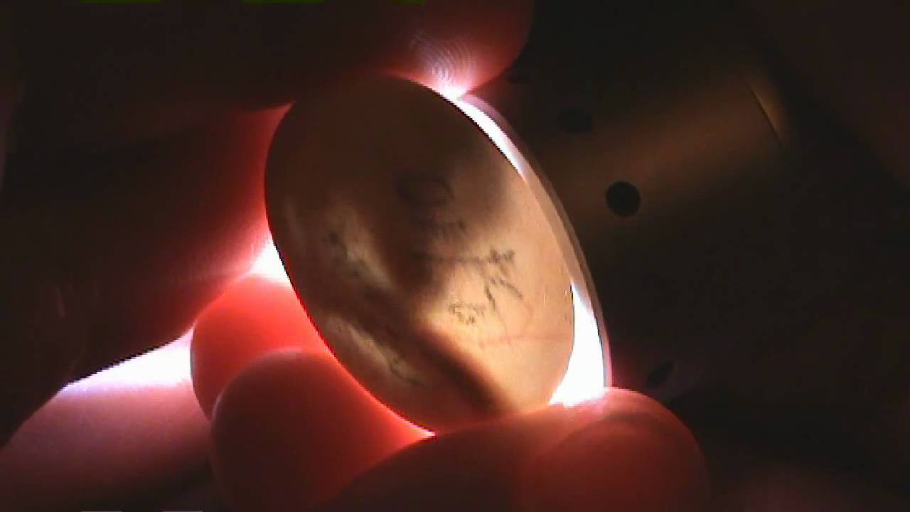 Crested Gecko Hatching - Candled!