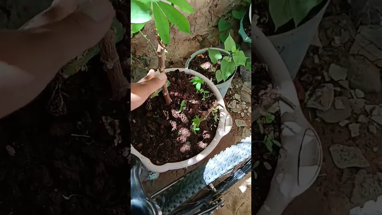 Plantação de Aipim 