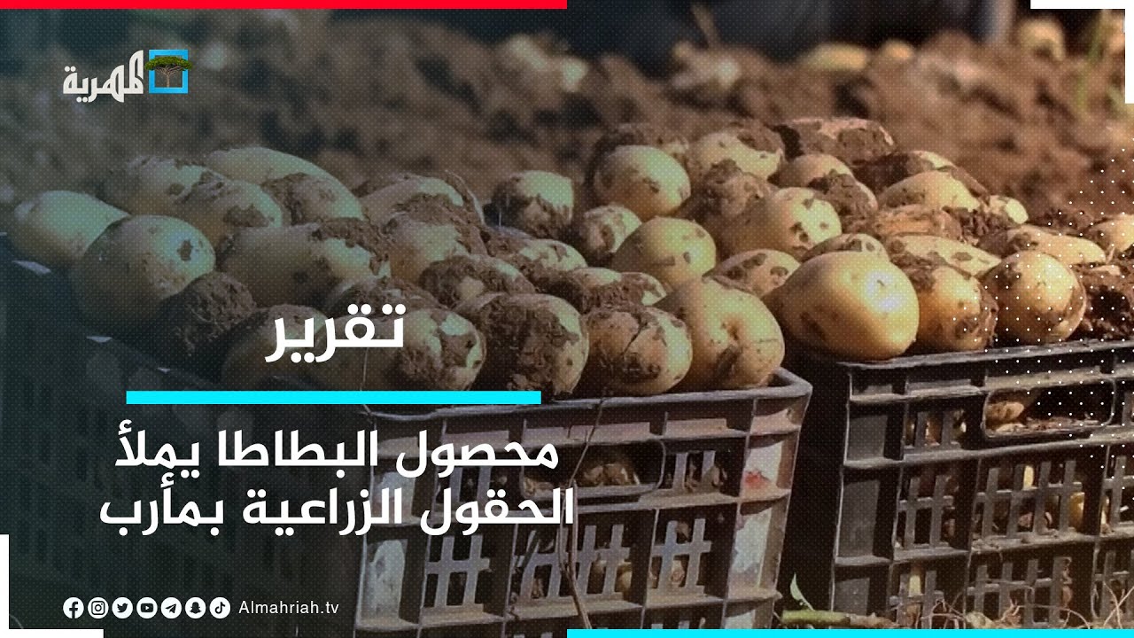 محصول البطاطا يملأ الحقول الزراعية في مأرب