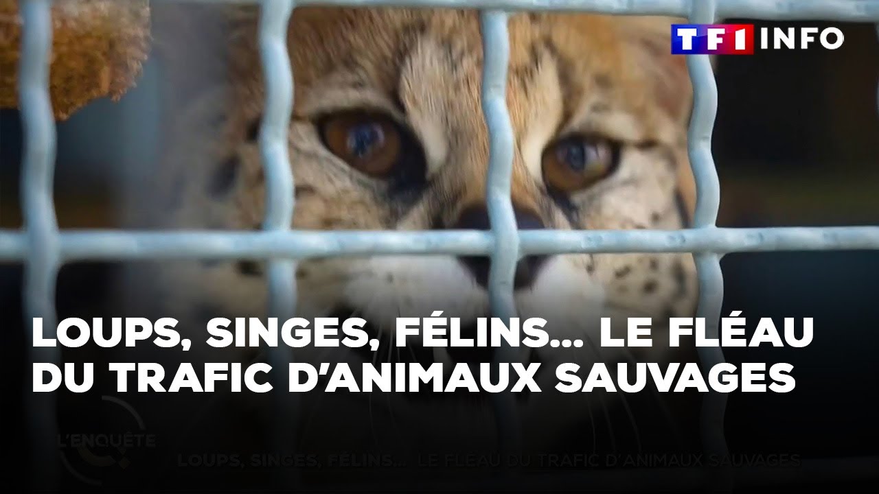 Loups, singes, félins... le fléau du trafic d'animaux sauvages ｜TF1 INFO