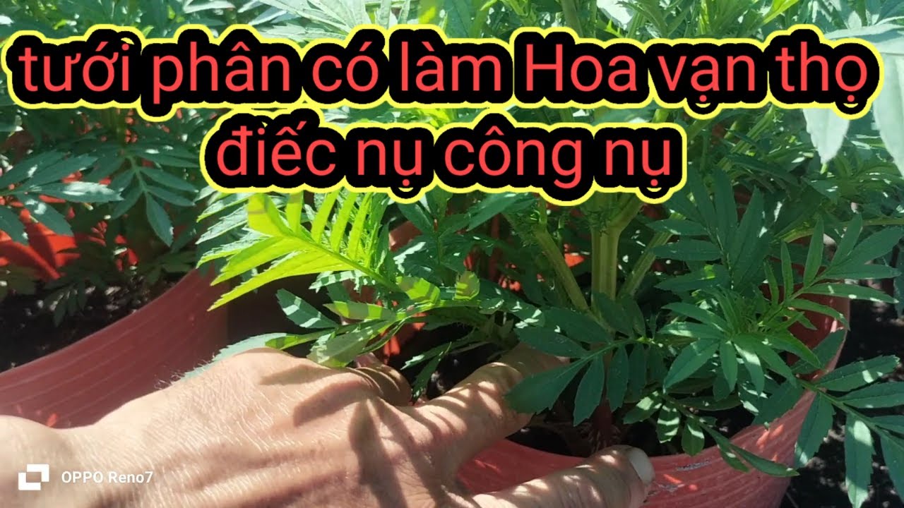 Tưới phân có làm điếc nụ công nụ hoa vạn thọ giai đoạn hạt tiêu ngày 5 tháng 12