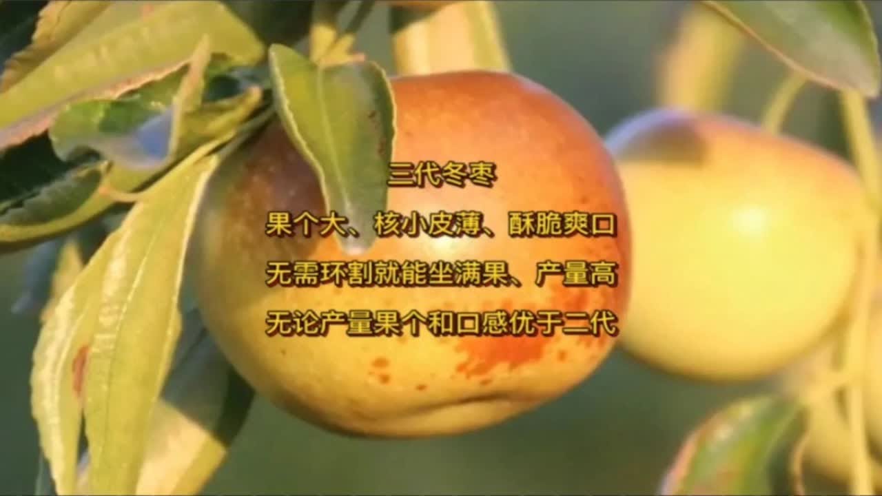 三代冬枣，果个大、核小皮薄、酥脆爽口，产量高无需环割也能坐满果，无论产量果个口感优于二代。