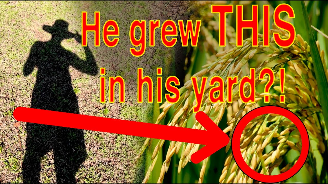 Growing Rice in Florida