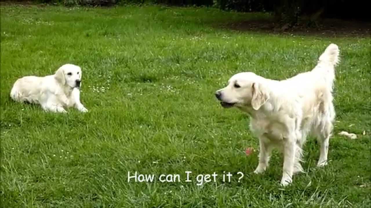 Young Golden Retriever wants Friend's New Ball
