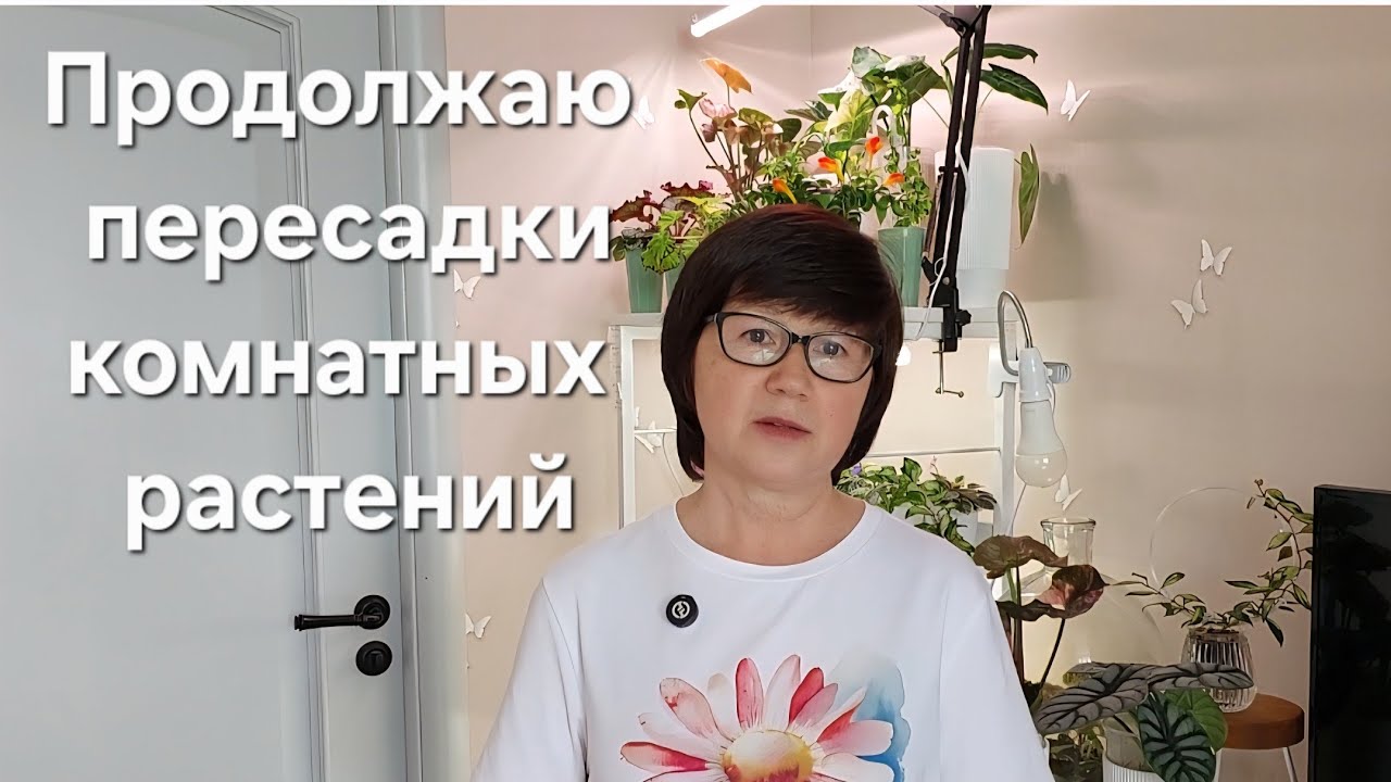Продолжаю пересадки комнатных растений