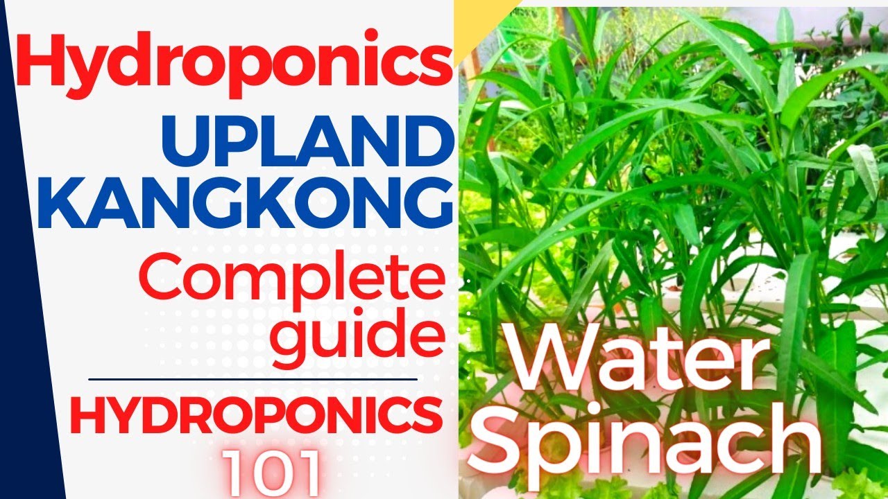 UPLAND KANGKONG HYDROPONICS II WATER SPINACH II COMPLETE GUIDE II @AbundanTgaRden_2050