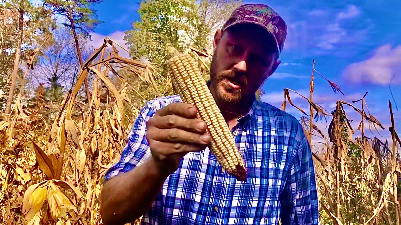 Picking corn in Tennessee by hand!