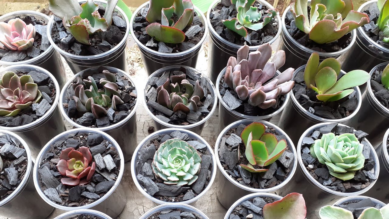 Replantado suculentas com Elis !! Mostrei como faço, exemplos...