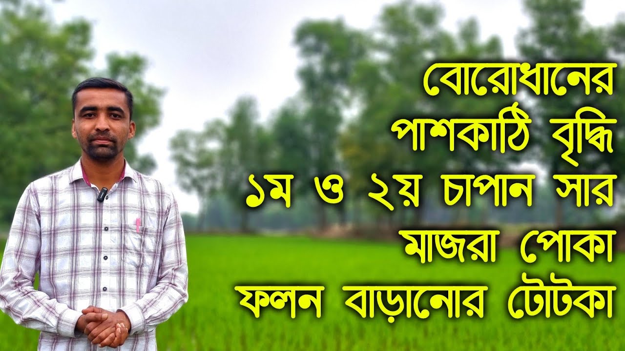 বোরোধানের পাশকাঠি বৃদ্ধি, চাপান সার প্রয়োগ, মাজরা পোকা নিয়ন্ত্রন, ফলন বৃদ্ধি করবেন কীভাবে?