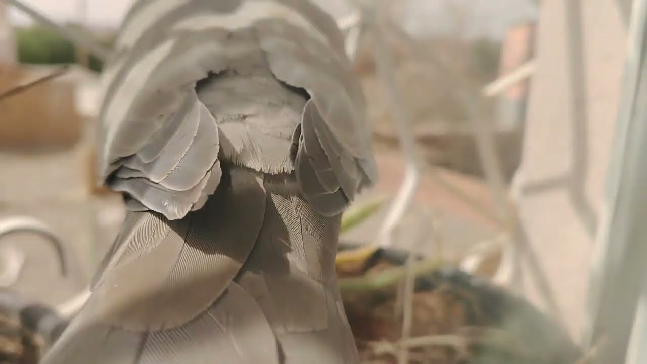لي بغيتو عطيتو شرافي رخيص ولي بغاني ليلة دخلة فضحني وشمت فيا عدياني لوقع ليا ضمر حياتي #قصتي #قصص 