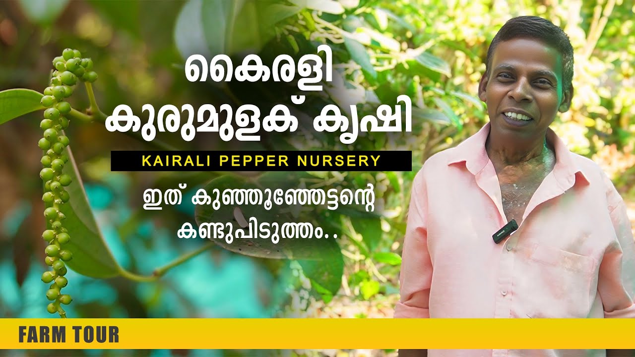 കൈരളി കുരുമുളക് കൃഷി, ഇത് കുഞ്ഞൂഞ്ഞേട്ടന്റെ കണ്ടുപിടുത്തം | Kurumulaku Krishi | Kairali Pepper