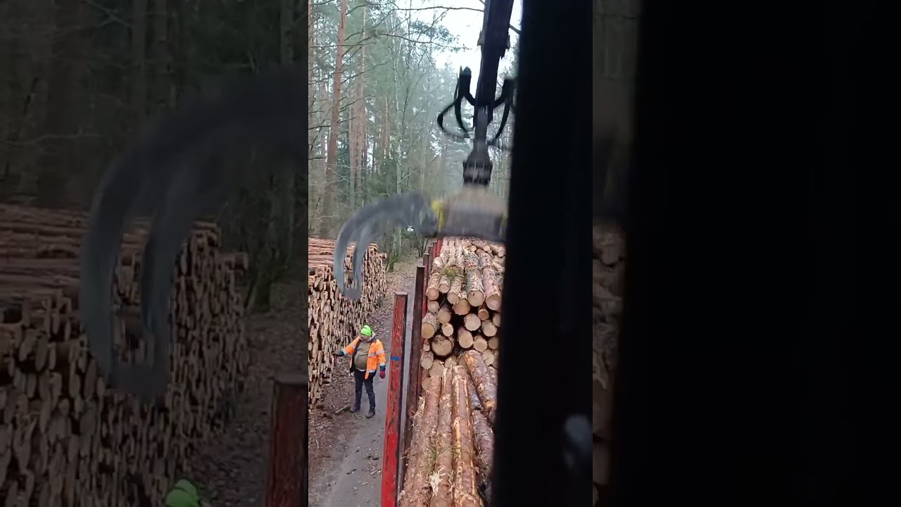 załadunek drewna volvo fh16 & scania nadleśnictwo pisz